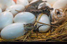 New Born Crocodile Baby Incubation Hatching Eggs Or Science Name Crocodylus Porosus Lying On The Straw