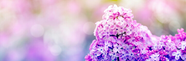 Sticker - Purple lilac flowers in spring blossom