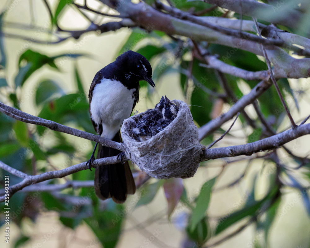 Photo Stock Willy Wagtail (Rhipidura leucophrys) mother & …