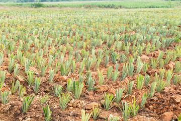 Wall Mural - Landscape of Pineapple Plantation Thailand