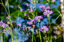 Purple Color Tradescantia Or Spiderworts Flower Which Is Wildflower That Can Eat And Decorate On Dish For Food.