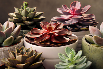 Wall Mural - Many pots, white ceramic, gray and concrete with plants succulents of red lilac and green. Stand in a row, form interesting compositions.