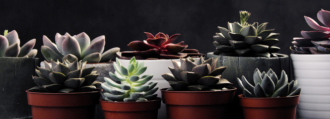 Wall Mural - Many pots, white ceramic, gray and concrete with plants succulents of red lilac and green. Stand in a row, form interesting compositions.