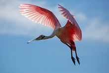 Beautiful Roseate Spoonbill Flying Over A Swamp In Florida.