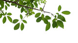 Fototapeta  - green tree branch isolated