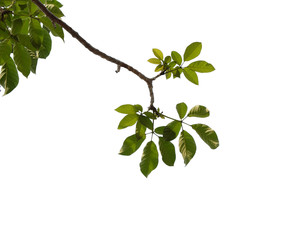 green tree branch isolated
