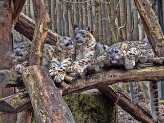 Wall Mural - Female Snow leopard, Uncia ounce, with subadult chick