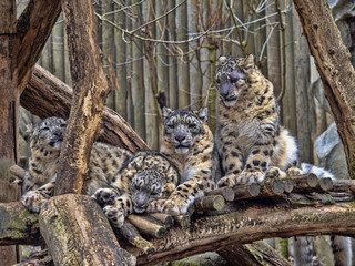 Wall Mural - Female Snow leopard, Uncia ounce, with subadult chick