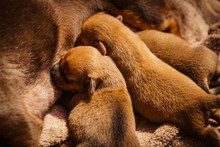 Little Dachshund Mom Feeding Puppies Newborns