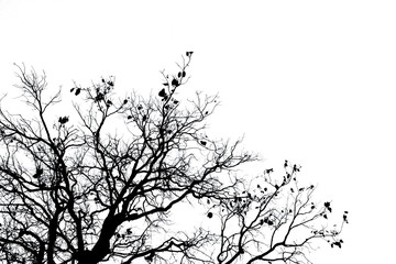 Wall Mural - Silhouette dead tree and branch isolated on white background. Black branches of tree backdrop. Nature texture background. Tree branch for graphic design and decoration. Art on black and white scene.