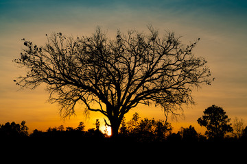 Wall Mural - Silhouette dead tree on beautiful sunset or sunrise on golden sky. Background for peaceful and tranquil concept. Light for hope and spiritual. Awakening and inspiration concept. Soul and respect.