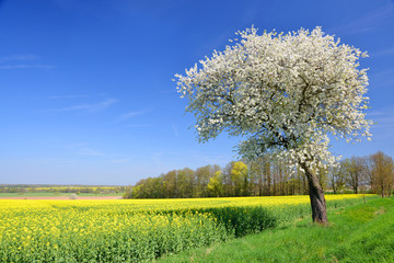 Wall Mural - Blooming cherry tree with rapeseed field. Spring rural landscape with clear blue sky.