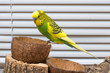 green-yellow wavy parrot