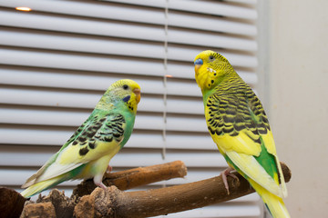 two budgies