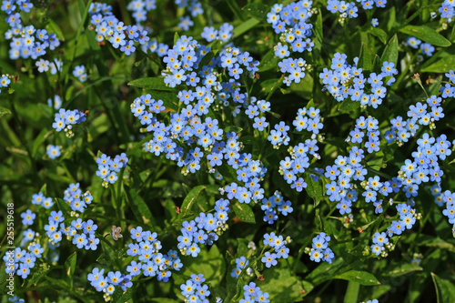 Myosotis Scorpioides Sumpf Vergissmeinnicht De Nrw Lampertstal Eifel 21 05 16 Stock Photo Adobe Stock
