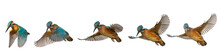 Collage Of Common Kingfisher, Alcedo Atthis, In Flight Isolated On A White Background