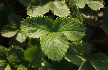 Wall Mural - Strawberry plant and dew