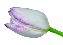 Purple White Tulip Flower Isolated On A White Background With Clipping Path. Close-up. Flower Bud On A Green Stem.