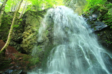 Canvas Print - Waterfall in the forest