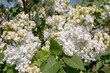 © progarten - Syringa vulgaris 'Mme. Lemoine'
