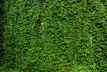 Carpet Of Green Leaves, Green Wall Of Creeping Vines Of Maiden Grapes, Green Fence Of Parthenocissus Henryana. Natural Background Of Girlish Grapes. Floral Texture Of Parthenocissus Inserta
