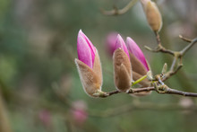 Yulan Magnolia Flower Buds Opening In Winter