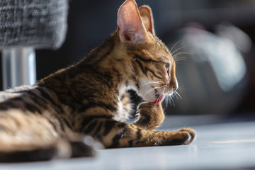 Putzende Bengal Katze braun