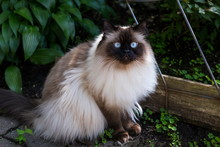Chocolate Point Doll-faced Himalayan Cat With Light Blue Eyes Sitting In Garden Staring Intently
