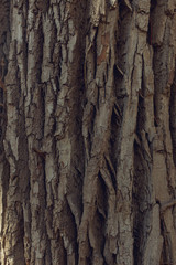 bark of a cottonwood tree