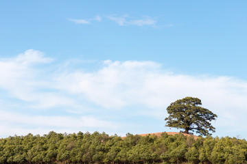 Canvas Print - thousand years old tree on red land