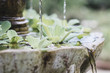 canvas print picture - Small fountain with small plants in a garden. Relax concept