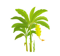 Wall Mural - Banana tree. Bananas palm. Vector Illustration plants. Harvest biology. Musa acuminata.