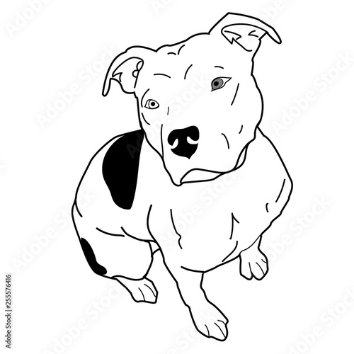 Download Pitbull American Staffordshire Terrier Floppy Ears Sitting Svg Jpg Png Ai Eps Stock Vector Adobe Stock