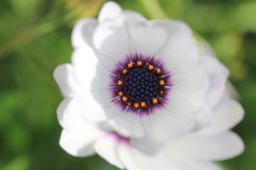 flower on green background