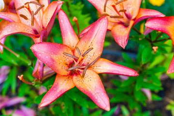  Top view on a pink - orange lily flower in the garden