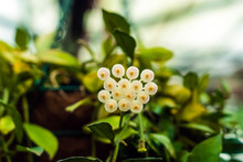 White Hoya Flowers On Blurred Background
