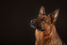 Portrait Of Beautiful Germad Shepherd Dog