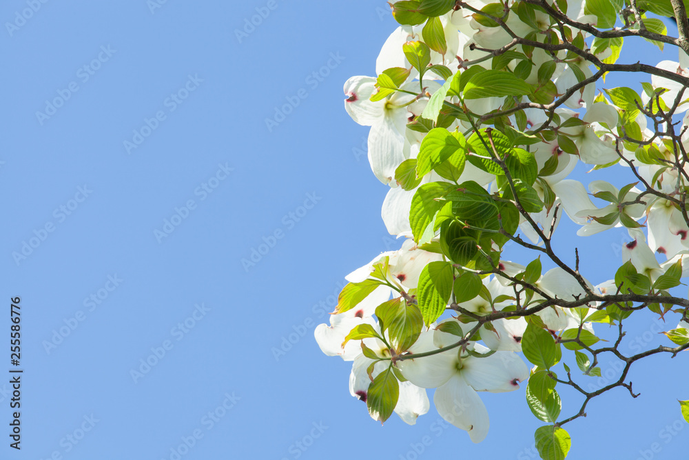 青空に映える白いハナミズキの花 Wall Mural Wallpaper Murals Saraju 青空に映える白いハナミズキの花 Wall Mural Wallpaper Murals Saraju