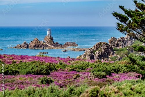 Coastal walk through heather meadows Corbiere Lighthouse Jersey, Channel Islands Tableau sur Toile