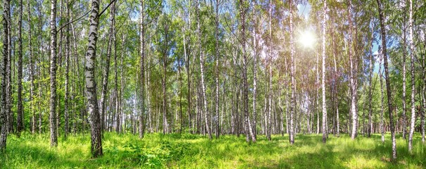  Birch grove on a sunny spring summer day, landscape banner, huge panorama