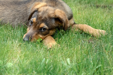 small funny puppy on a green meadow