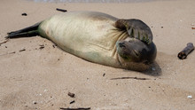 Monk Seal Oahu North Shore 