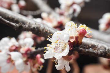 Wall Mural - Peach blossom in springtime. Peach flower