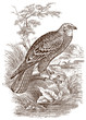 Marsh harrier (circus aeruginosus) sitting on the bank of a water body. Illustration after a historical steel engraving from the early 19th century