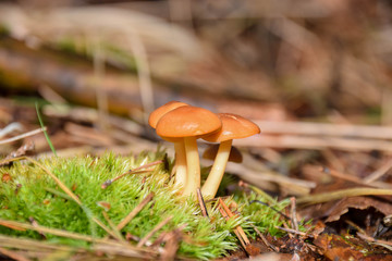 Pilz, Pilze, Makro, Nahaufnahme, Hintergrund, Wald, Herbst, Natur