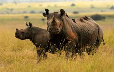 Black rhino and calf