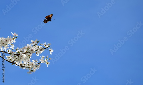 Hintergrund blühende Kirschzweige und fliegender Hintergrund blühende Kirschzweige und fliegender