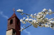 Blühende Zierkirsche vor Kirchturm und blauen Himmel