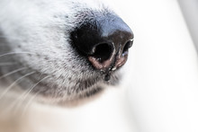 black nose of a white dog close up. husky nose