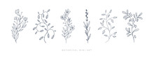 Set Hand Drawn Curly Grass And Flowers On White Isolated Background. Botanical Illustration. Decorative Floral Picture.